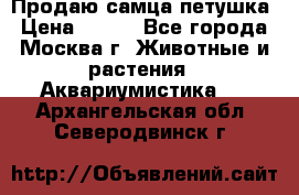 Продаю самца петушка › Цена ­ 700 - Все города, Москва г. Животные и растения » Аквариумистика   . Архангельская обл.,Северодвинск г.